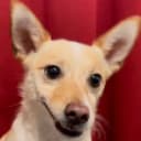 Board Game Animal logo